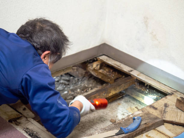 Best Office Mold Removal Services  in Sesser, IL