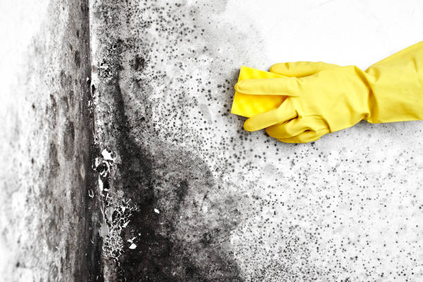 Best Mold Cleaning Services  in Sesser, IL