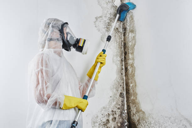 Best Black Mold Removal  in Sesser, IL