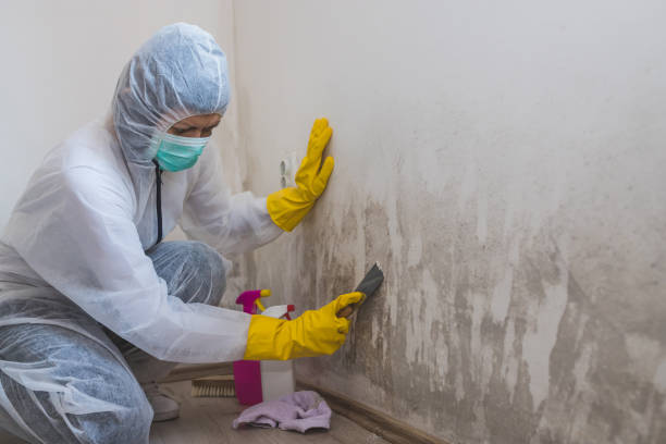Certified Mold Removal in Sesser, IL