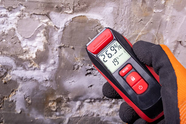 Best Best Mold Removal Companies  in Sesser, IL