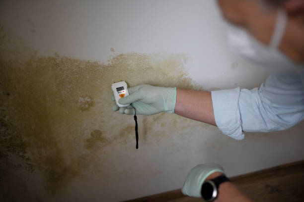 Best Mold Removal and Inspection  in Sesser, IL