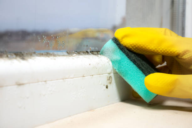 Best Attic Mold Removal  in Sesser, IL
