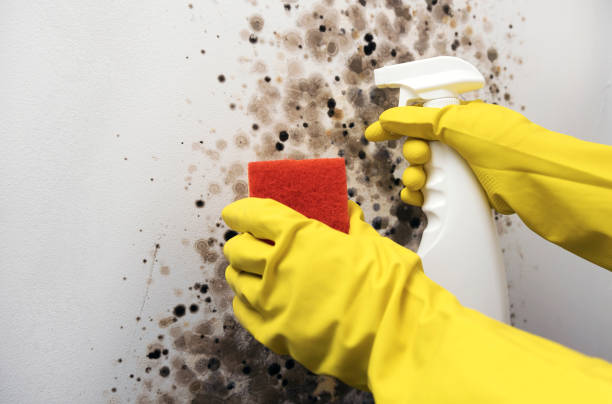 Mold Removal Process in Sesser, IL