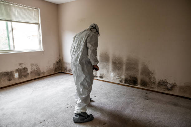 Certified Mold Removal in Sesser, IL