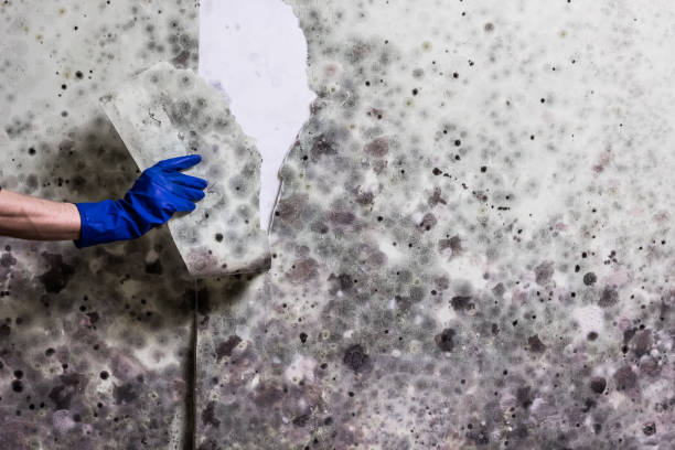 Professional Mold Removal in Sesser, IL