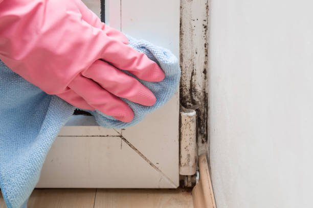 Best Mold Remediation Experts  in Sesser, IL