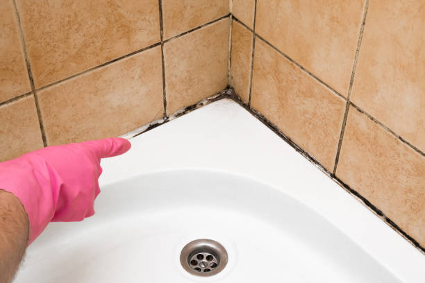 Best Professional Mold Removal  in Sesser, IL